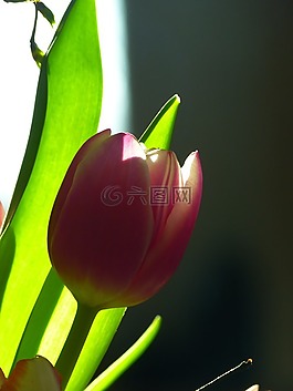 郁金香,開花,粉紅色