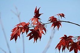 天空,藍色,秋季