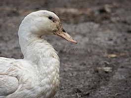 鳥,性質,動物