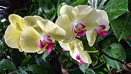 鮮花,蘭花,自然