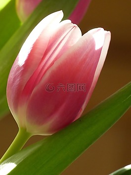 郁金香,開花,粉紅色