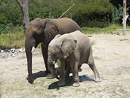 africam野生动物园,象,野生动物
