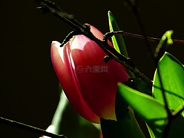 郁金香,開花,粉紅色