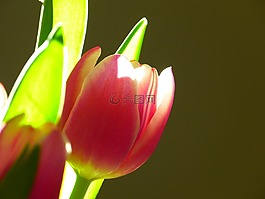 郁金香,開花,粉紅色
