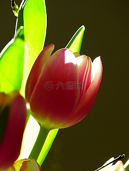 郁金香,開花,粉紅色
