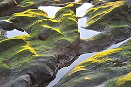 海草,岩,海岸