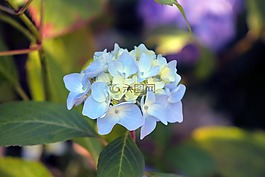 繡球,花,花園