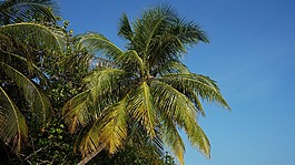 棕櫚,馬爾代夫,海灘