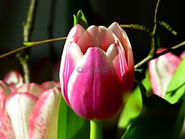 郁金香,開花,粉紅色