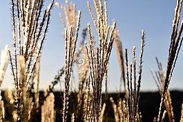 草,秋季,性质