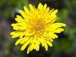 蒲公英,花,開花