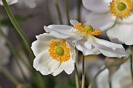 海葵,开花,花