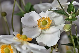 海葵,开花,花