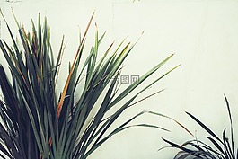 植物,棕櫚,葉子