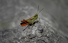昆虫,宏,蝗虫