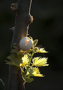 性質(zhì),樹,葉