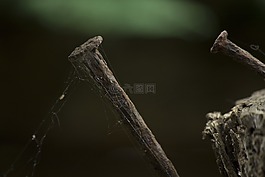 性質(zhì),昆蟲,無脊椎動(dòng)物