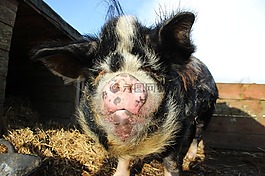 kunekune,納納,豬