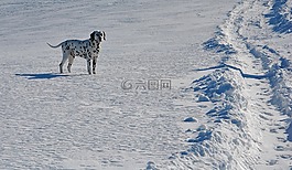 冬天,雪,狗