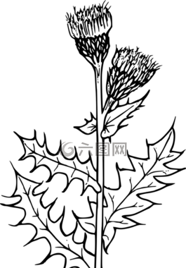 花,植物,野生