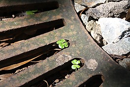 三葉草,綠色,小
