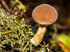 蘑菇,秋季,森林