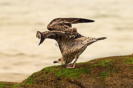 鳥(niǎo),性質(zhì),動(dòng)物區(qū)系