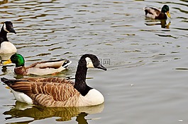 野鵝,鵝,鳥