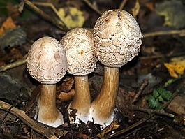 蘑菇,秋季,森林