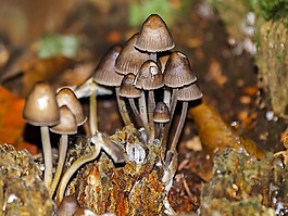 蘑菇,秋季,森林