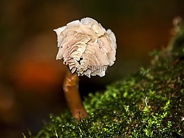 蘑菇,秋季,森林
