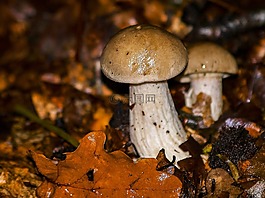 蘑菇,秋季,森林