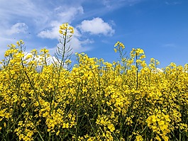 油菜,廠,開花