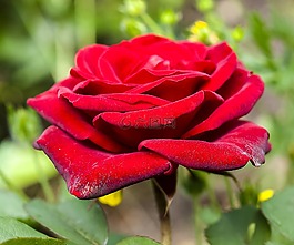 玫瑰,花,開花