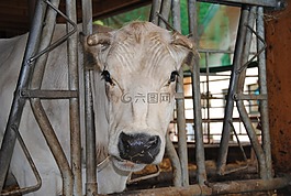 牛,動物,農(nóng)場