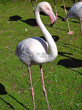 火烈鳥,鳥,動物園