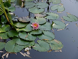 花,睡蓮,水