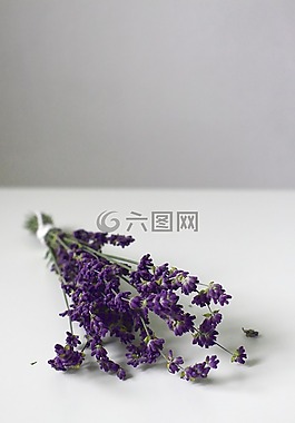 熏衣草,薰衣草開(kāi)花,花