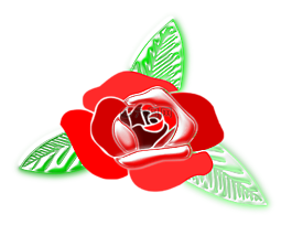 玫瑰,花,顏色