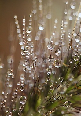 露珠,上午,自然