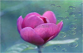 花,fusia,花瓣