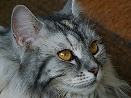 貓,katzenkopf,貓臉