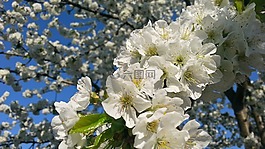春天,性質(zhì),花卉