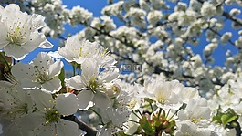 春天,性質(zhì),花卉