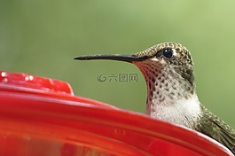 蜂鳥,關(guān)閉了,野生動物