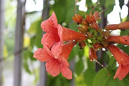 花,雨后