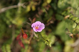 性質(zhì),美麗的花,關(guān)閉