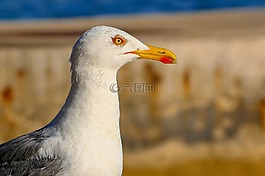 海鷗,動(dòng)物,鳥
