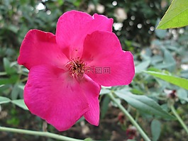 植物,花,紅色