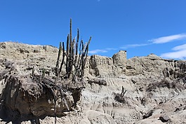 沙漠,仙人掌,性質(zhì)